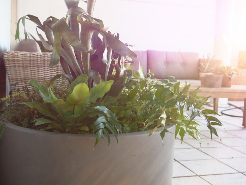 Large plant in a pot on a balcony
