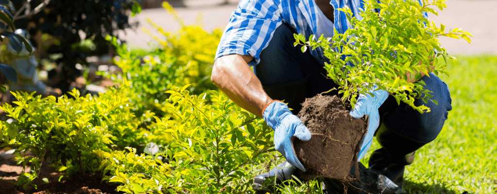 Man re-potting a plant in a garden
