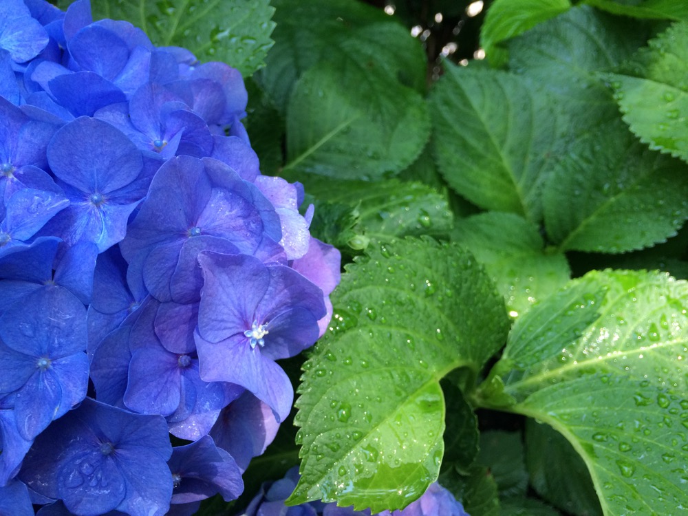 watered viola plant
