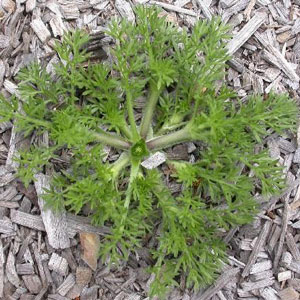 Bindii-Jo-Jo Bindii (Jo-Jo, Onehunga) ‘Soliva sessilis'