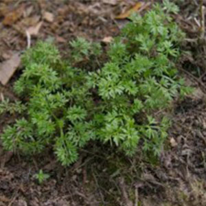 Bindii Bindii Common ‘Soliva pterosperma'