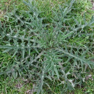 Black-Thistle Black Thistle 'Cirsium vulgare'