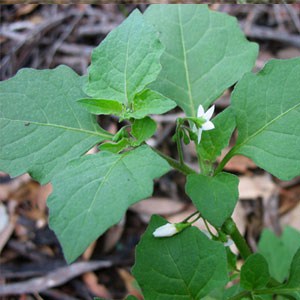 Blackberry-Nightshade Blackberry Nightshade ‘Solanum nigrum L.’