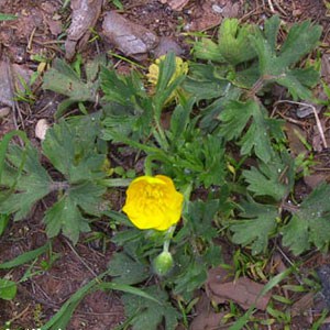 Buttercup-Boulbus Boulbous Buttercup ‘Ranunculus bulbosus'