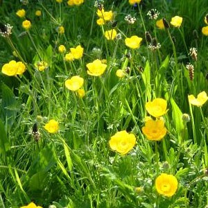 Buttercup-Creeping Buttercup Creeping ‘Ranunculus repens’