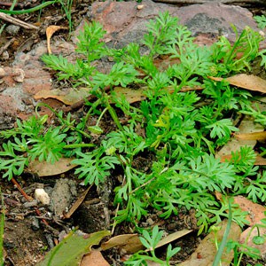 Cotula Cotula ‘Cotula australis’