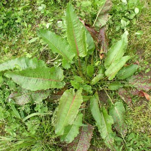 Dock Dock ‘Rumex crispus’