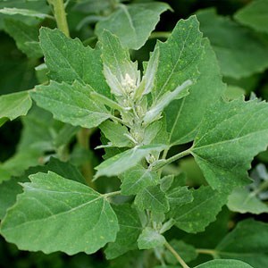 Fat-Hen Fat Hen ‘Chenopodium album'