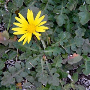 capeweed Cape Weed ‘Arctotheca calendula'