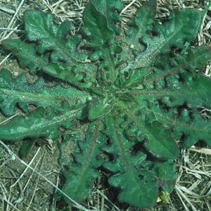 cats-ear Cats Ear ‘Hypochoeris radicata’