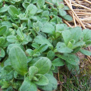 chickweed-Mouse-Ear Chickweed Mouse Ear ‘Cerastium vulgatum'