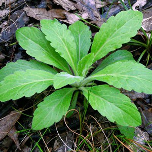 fleabane Fleabane Flax Leaf ‘Conyza bonariensis'